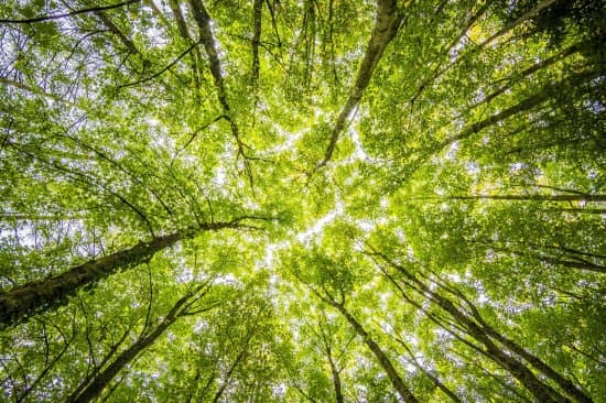 What is Adaptive Capacity? A short guide and description